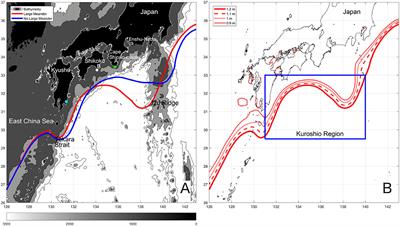 Phytoplankton Increase Along the Kuroshio Due to the Large Meander